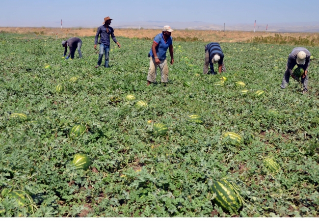 Mevsimlik işçilerin aile hasreti