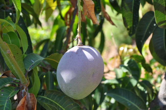 Antalya'da tropik meyve üretimi artıyor