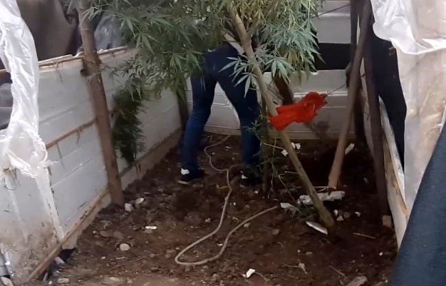 Meyve bahçesine ekilen Hint keneviri drone ile tespit edildi