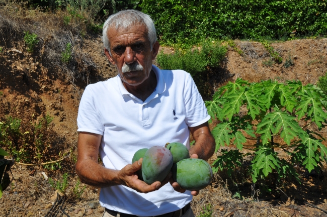 Antalya'da tropik meyve üretimi artıyor