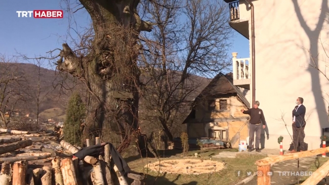 Bosna'da 'hayat kurtaran' meşe ağacı, yıllara meydan okuyor