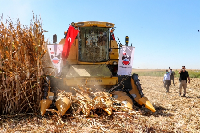 Diyarbakır'da 380 bin dönümlük alanda mısır mesaisi başladı