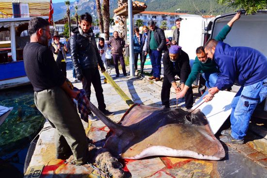 Balıkçının ağına 200 kiloluk vatoz takıldı
