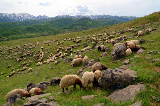 Göçerler Muş'un serin yaylalarına kavuştu