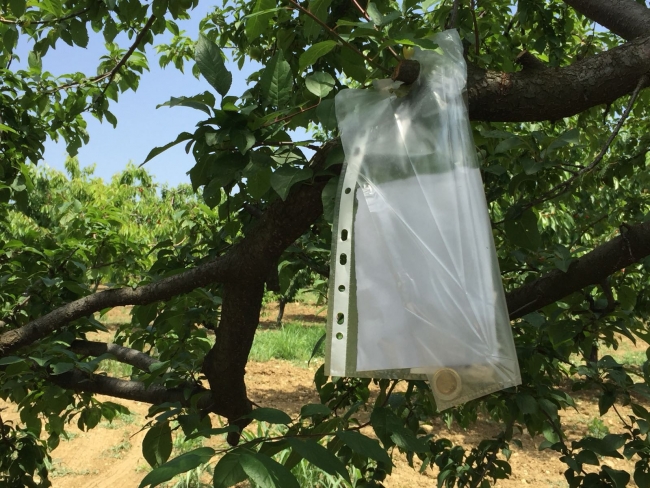 Bahçeden erik yiyen jandarma para ve not bıraktı