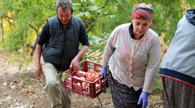 Zinnar'ın organik narları uzun uğraştan sonra 'nar ekşisi'ne dönüşüyor