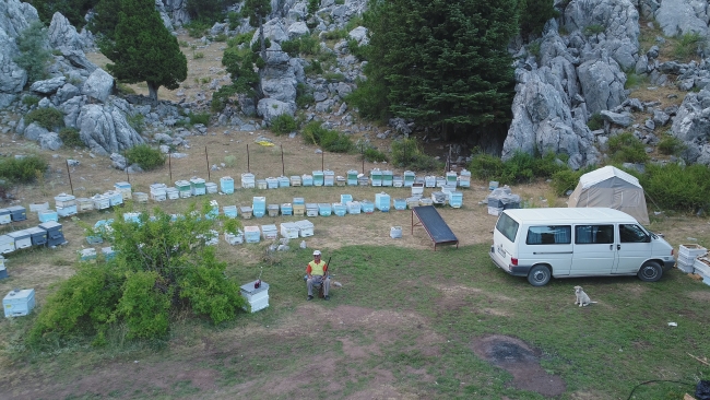 Arıcılar ayı saldırılarına karşı gece gündüz teyakkuzda