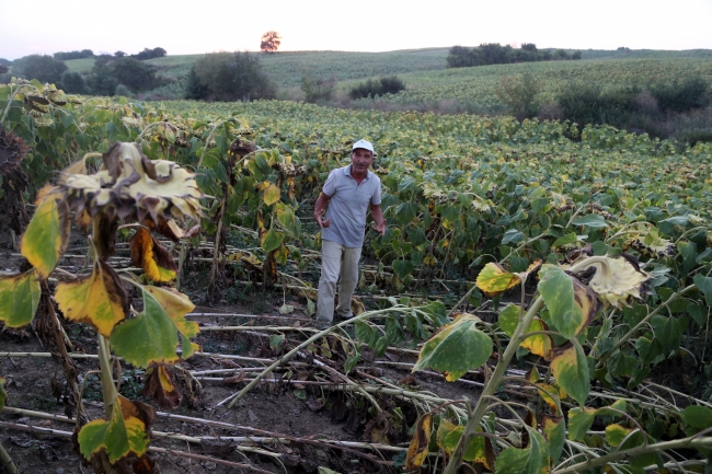 Çiftçiler hasat öncesi sabaha kadar nöbet tutuyor