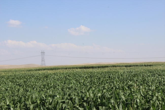 Konya'da obruk oluştu