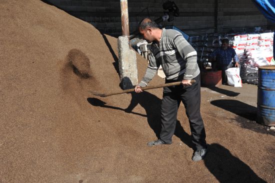 Zeytin, posasıyla da "enerji"ye dönüşüyor