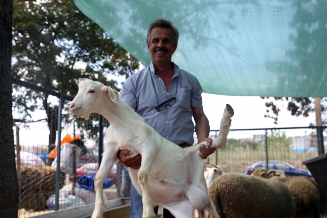 3 koç alana 1 oğlak promosyon olarak veriliyor