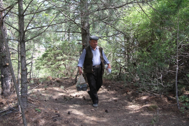 40 yıldır ağaçları aşılıyor