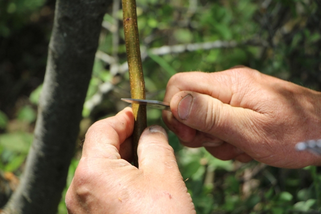 40 yıldır ağaçları aşılıyor
