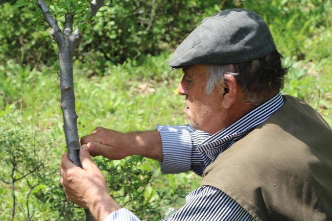 40 yıldır ağaçları aşılıyor