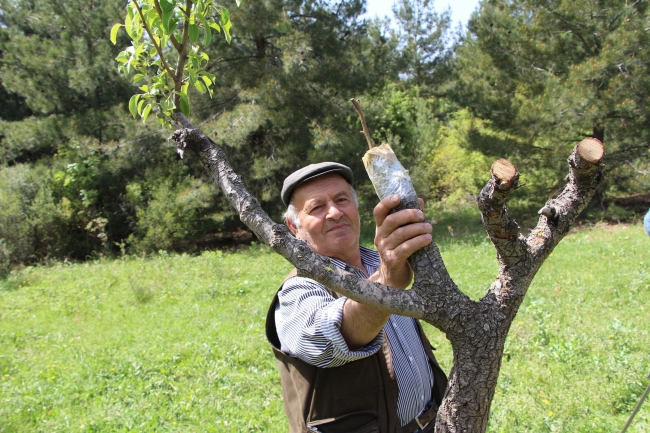 40 yıldır ağaçları aşılıyor