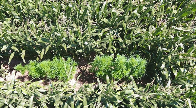 Mısırların arasına gizlenmiş Hint keneviri drone ile tespit edildi