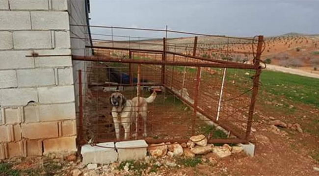 Köpek ve horoz dövüştürenlere operasyon