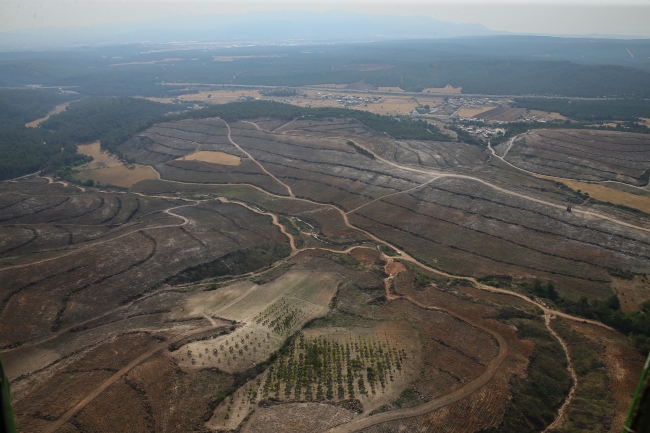 Yanan ormanlar yeniden yeşeriyor