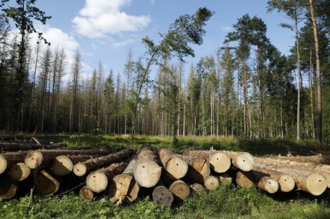 BM: 1 milyondan fazla hayvan ve bitki türü yok olabilir