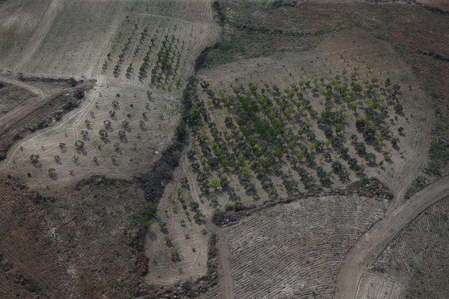 Yanan ormanlar yeniden yeşeriyor