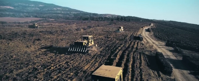 Yanan ormanlık alanlar yeniden yeşilleniyor