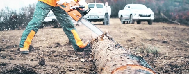 Yanan ormanlık alanlar yeniden yeşilleniyor