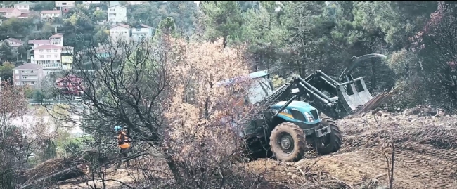 Yanan ormanlık alanlar yeniden yeşilleniyor