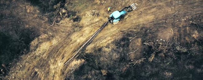 Yanan ormanlık alanlar yeniden yeşilleniyor