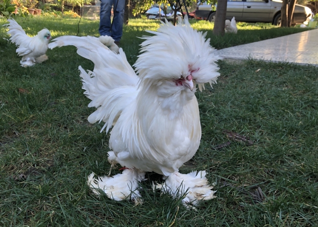 Bursa'da 15 yıldır süs tavukları yetiştiriciliği yapıyor