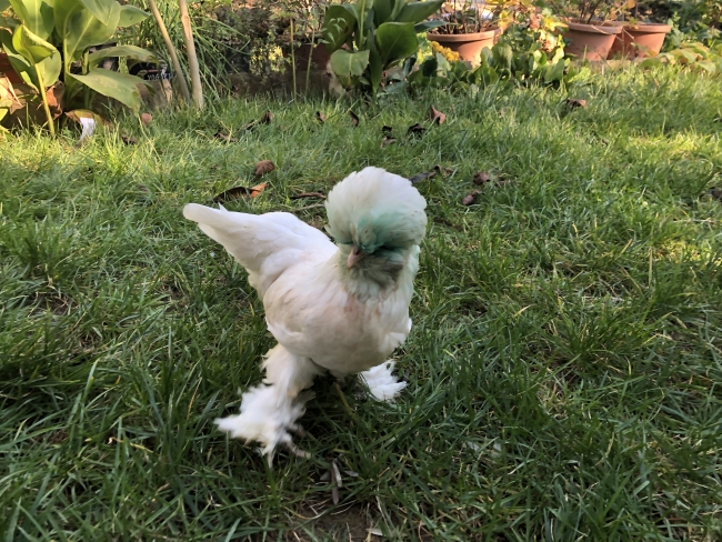 Bursa'da 15 yıldır süs tavukları yetiştiriciliği yapıyor