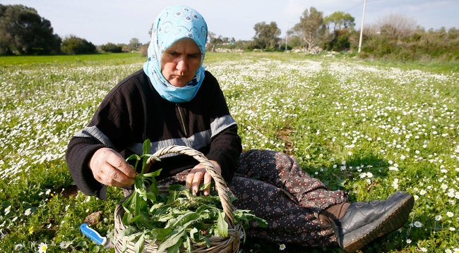 Ege otları restoranların menülerini süslüyor