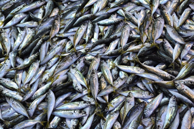 Karadeniz'de palamut bereketi