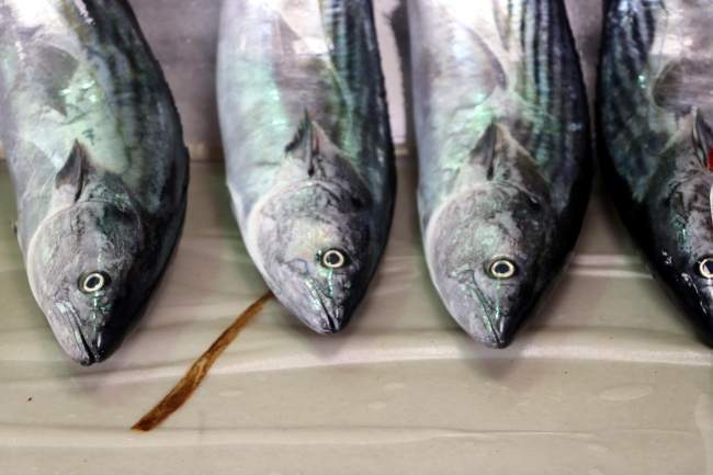 Balıkçı tezgahlarında en çok palamut tercih ediliyor