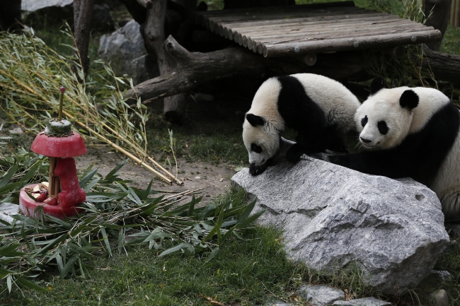 "Panda ailesine" doğum günü kutlaması