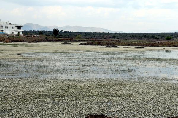 Hatay'daki volkanik gölü su papatyaları sardı