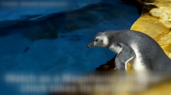 Kaplumbağa Julie'nin 50'nci yaş günü partisi