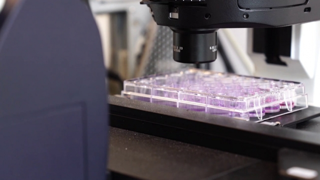 Yerli probiyotik çalışmaları başladı