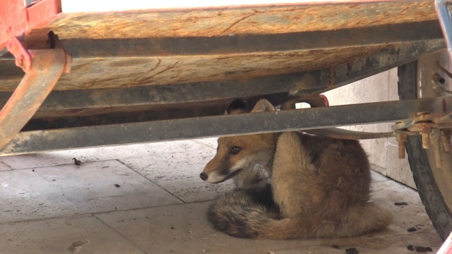 Fotoğraf: TRT Haber