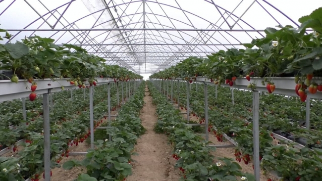 Emlakçılığı bırakıp çilek üretmeye başladılar