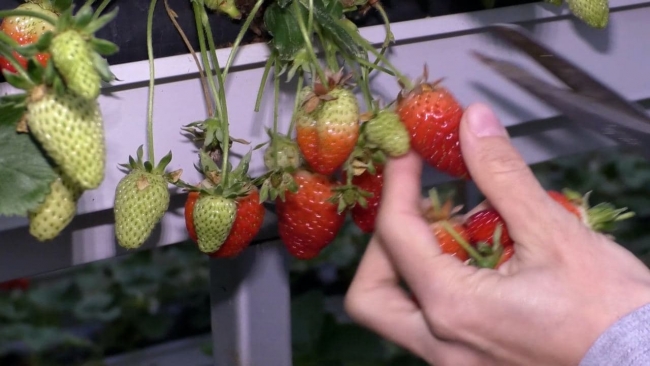 Emlakçılığı bırakıp çilek üretmeye başladılar