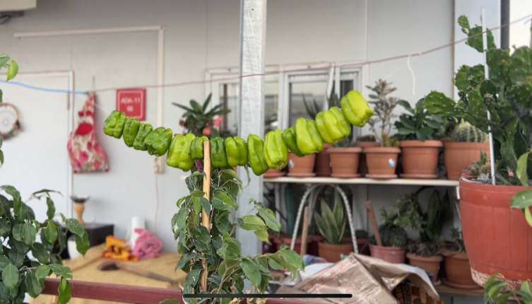 Konteyner kentte kurutmalık telaşı