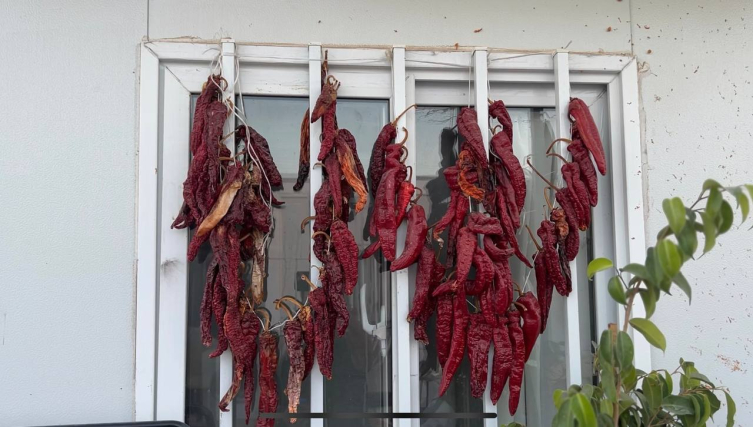 Konteyner kentte kurutmalık telaşı