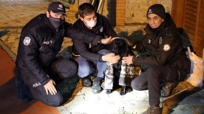 Sokak ve yaban hayvanları emin ellerde