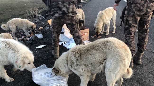 Polisler yiyeceklerini sokak köpekleriyle paylaştı