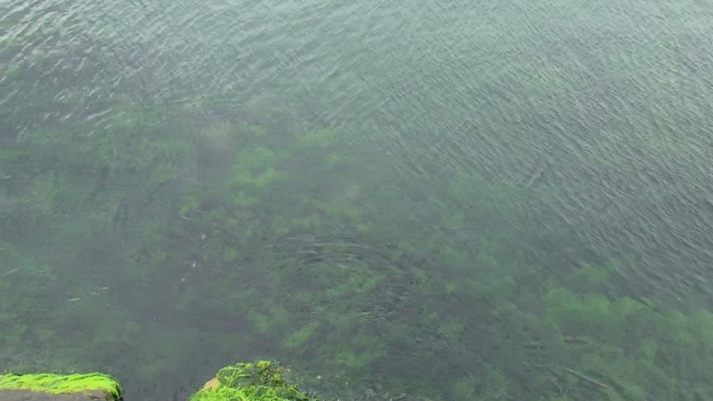 Prof. Dr. Gazioğlu: Marmara'da müsilaj 3'te 2 azaldı