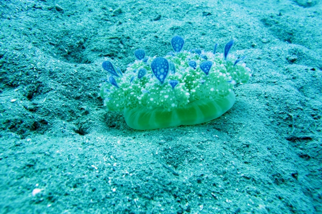 Denizdeki hydrozoanlara dikkat: Deniz anasıyla aynı etkiyi yapıyorlar