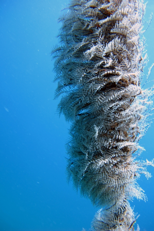 Denizdeki hydrozoanlara dikkat: Deniz anasıyla aynı etkiyi yapıyorlar