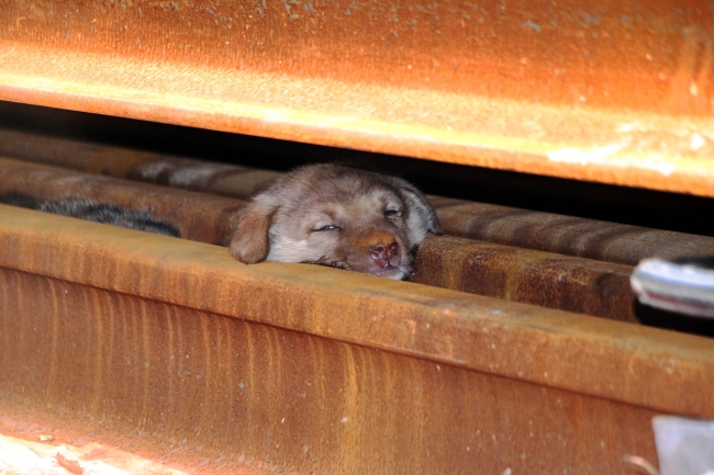 Rayların arasına sıkışan yavru köpekler iş makinesiyle kurtarıldı