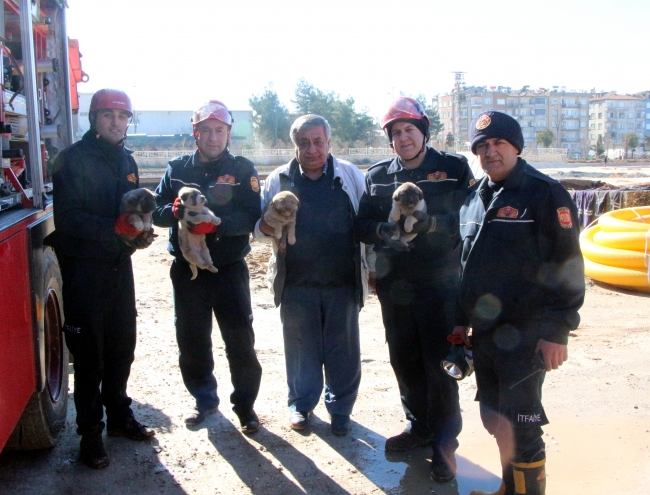 Rayların arasına sıkışan yavru köpekler iş makinesiyle kurtarıldı