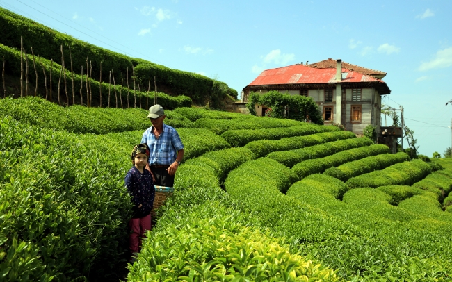 Rize'de turizme katkı sağlayacak yeni proje: Çay Çarşısı